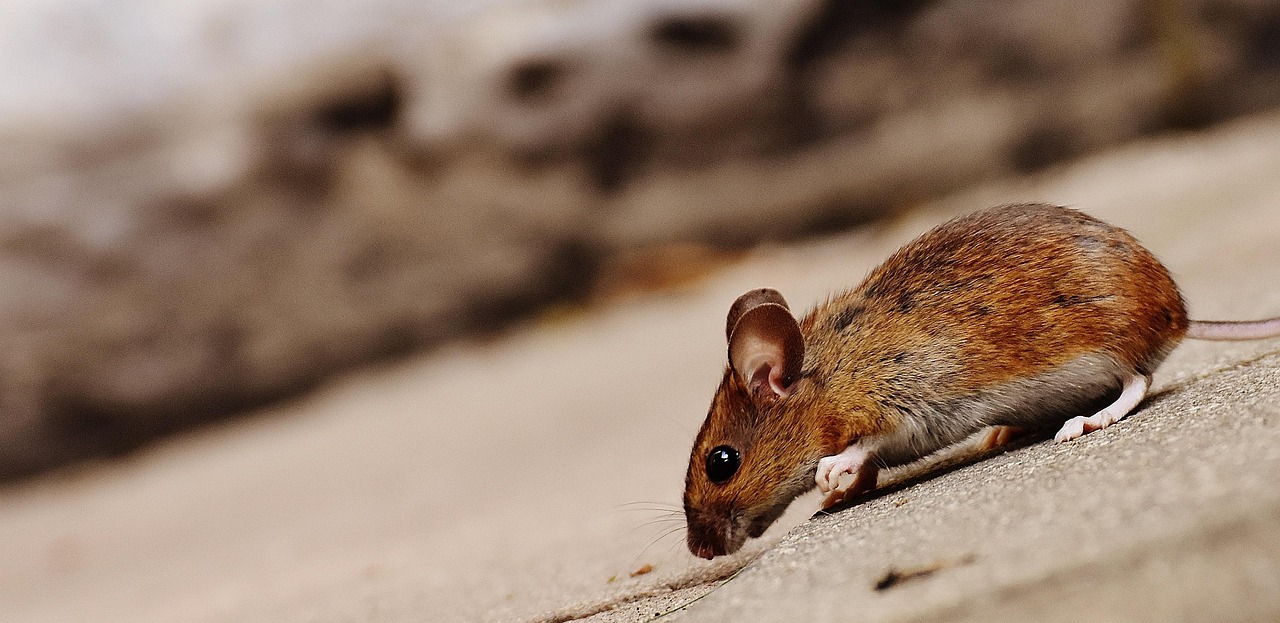 mouse, rodent, cute, mammal, nature, animal, wood mouse, apodemus sylvaticus, mice, fur, small, funny, button eyes, brown, mouse, mouse, mouse, mice, mice, mice, mice, mice