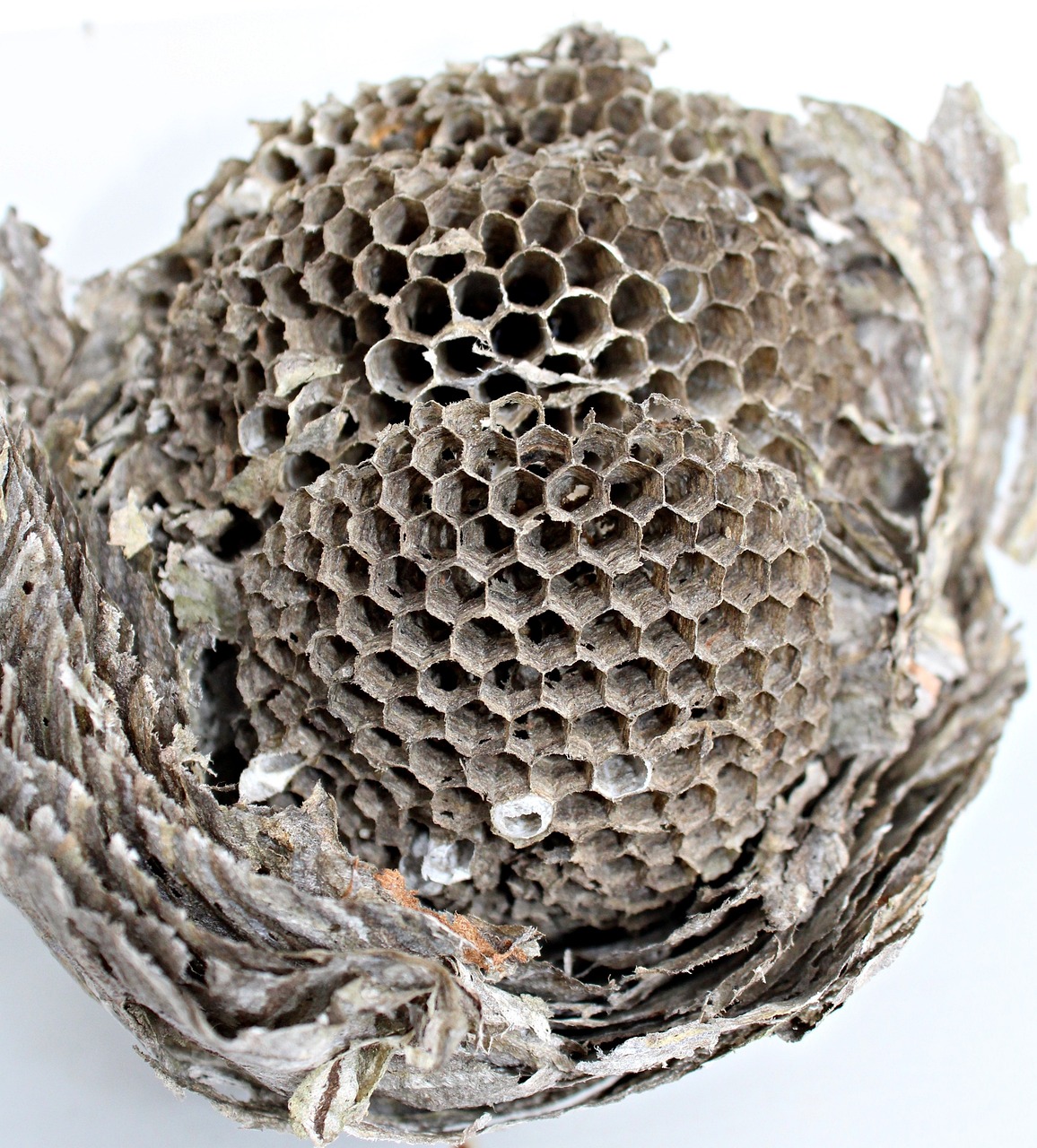 wasp nest, hexagon, wasp housing, honeycomb structure, nest building, empty, insects, filigree, nest, honeycomb, wasp nest, wasp nest, wasp nest, wasp nest, wasp nest, honeycomb structure