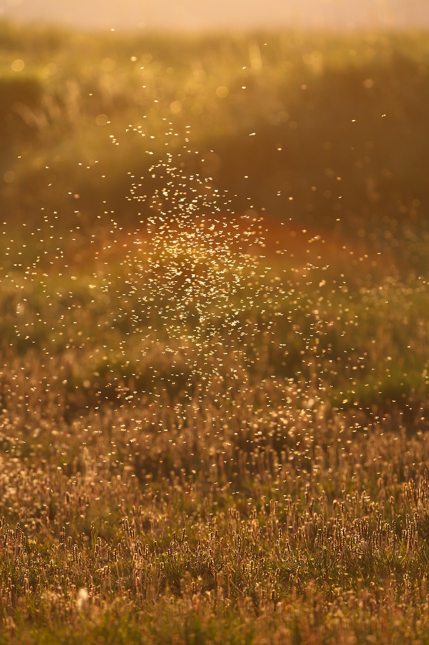 insects, mosquitoes, mosquito plague, grass, iceland, nature